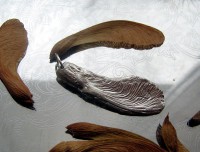 /album/www-glanzbruch-ch/ahorn-jpg/